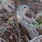 Pitohui gris