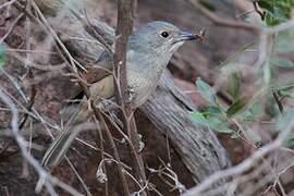 Grey Shrikethrush