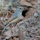 Pitohui gris