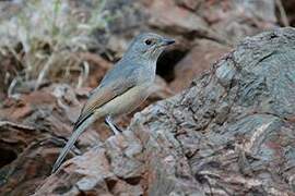 Grey Shrikethrush