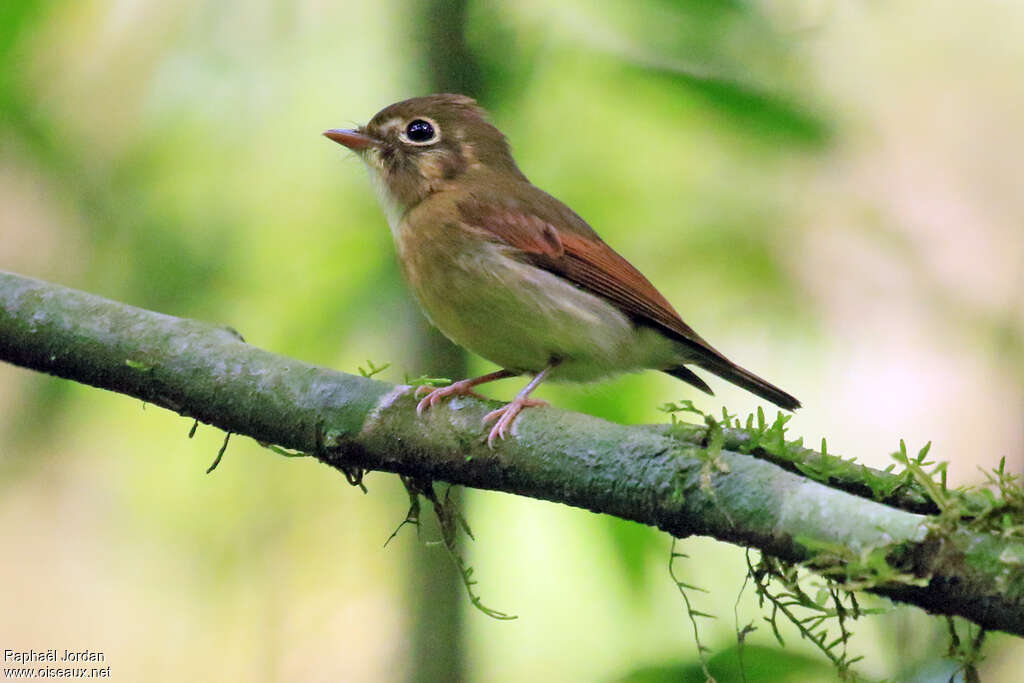 Russet-winged Spadebilladult