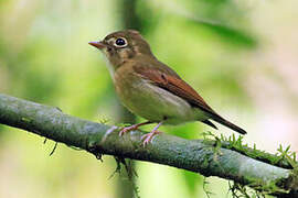 Russet-winged Spadebill