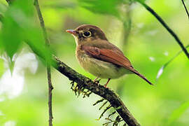 Russet-winged Spadebill