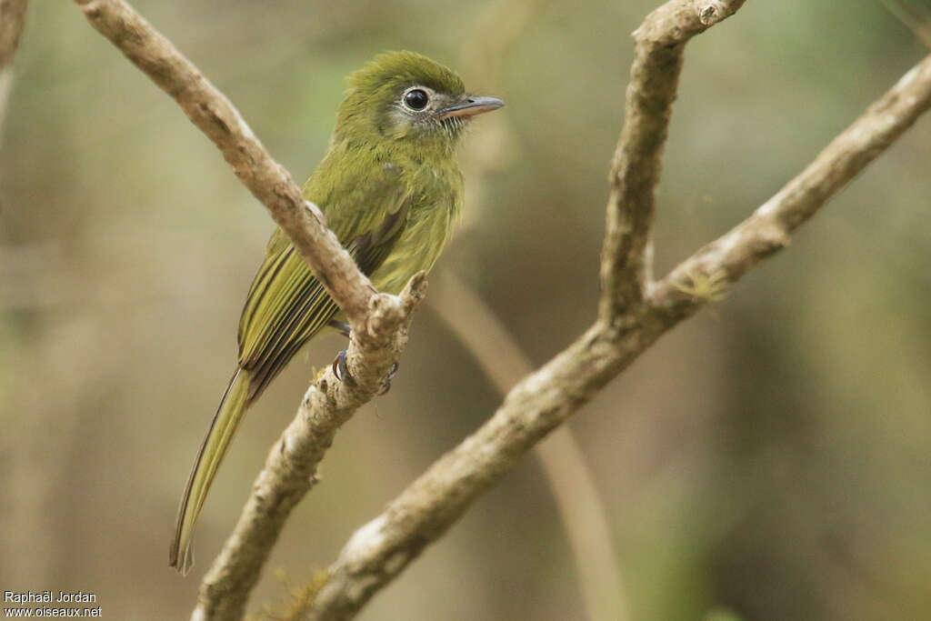 Eye-ringed Flatbilladult, identification