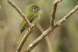 Eye-ringed Flatbill