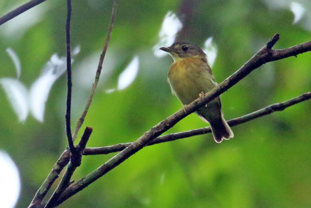 White-crested Spadebilladult