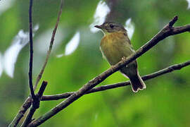 White-crested Spadebill