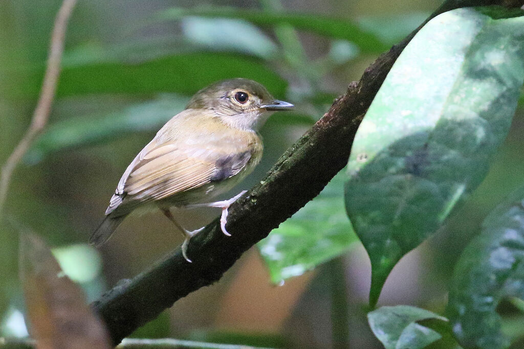 Platyrhynque à cimier orangeadulte