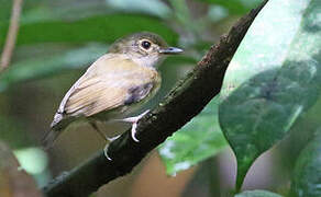 Cinnamon-crested Spadebill