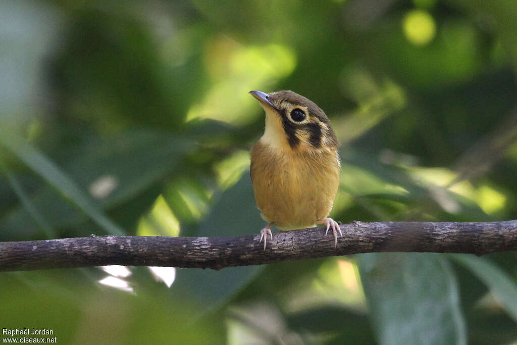 White-throated Spadebilladult