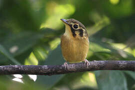 White-throated Spadebill