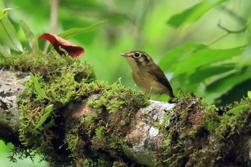 White-throated Spadebilladult