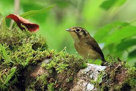 White-throated Spadebill