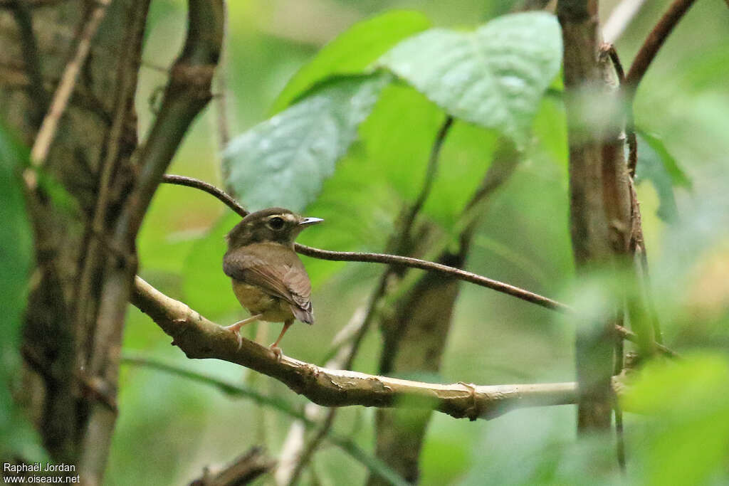 Platyrhynque à queue courte, identification