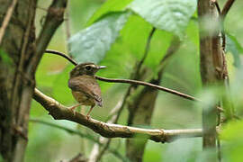 Stub-tailed Spadebill