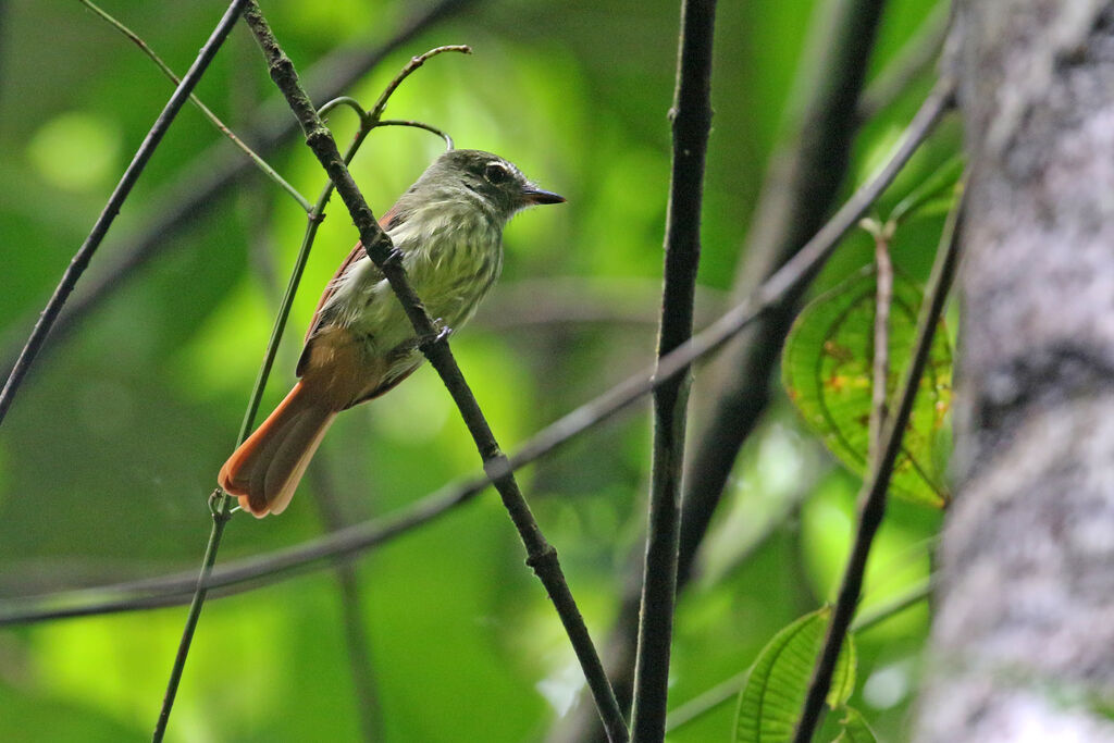 Rufous-tailed Flatbilladult