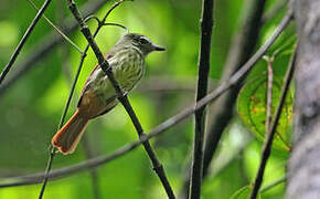 Rufous-tailed Flatbill