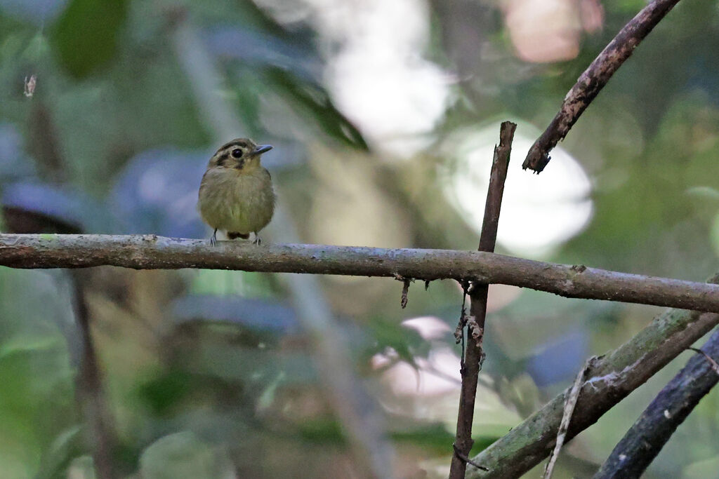 Golden-crowned Spadebilladult