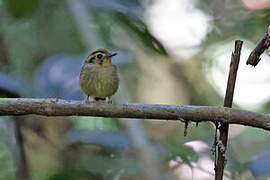 Golden-crowned Spadebill