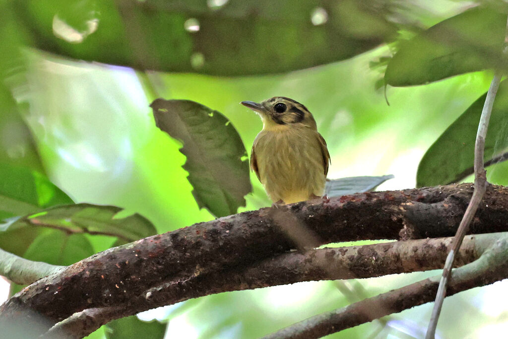 Golden-crowned Spadebill