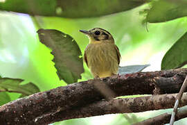 Golden-crowned Spadebill