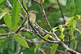 Orange-eyed Flatbill