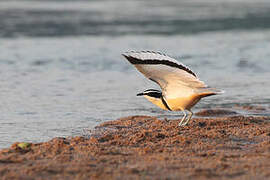 Egyptian Plover