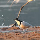 Pluvian fluviatile