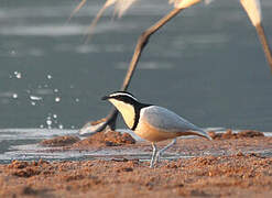 Egyptian Plover