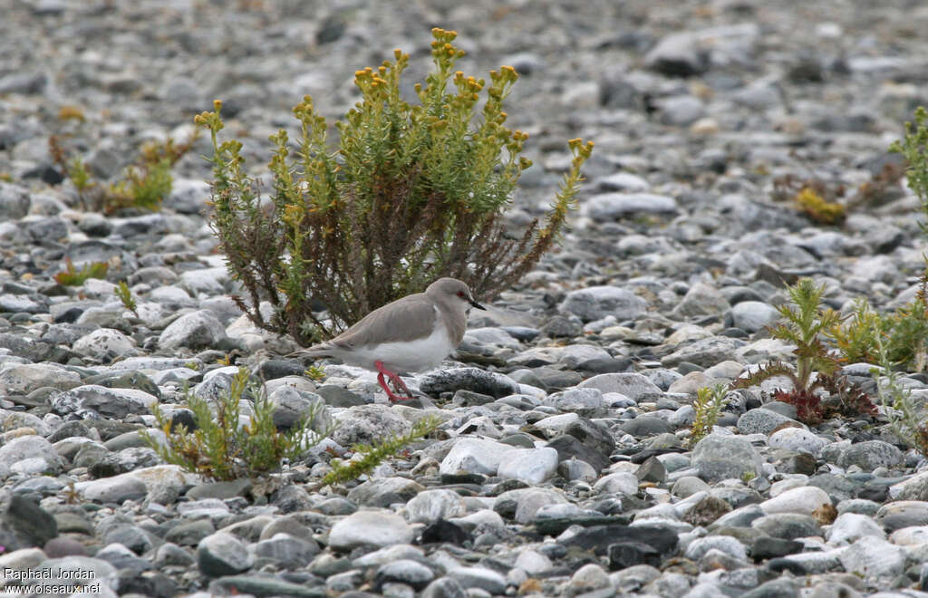 Magellanic Ploveradult breeding, habitat