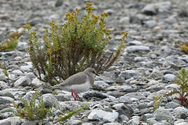 Magellanic Plover