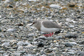 Magellanic Plover