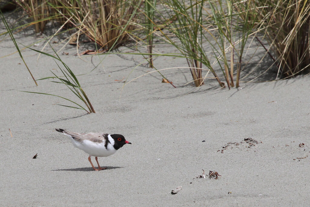 Hooded Dottereladult