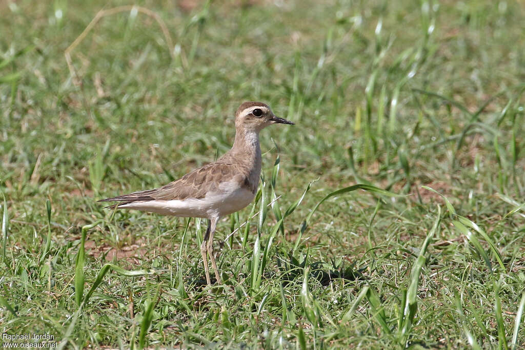 Caspian Ploveradult post breeding, identification