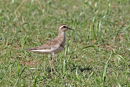 Caspian Plover