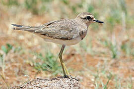 Caspian Plover