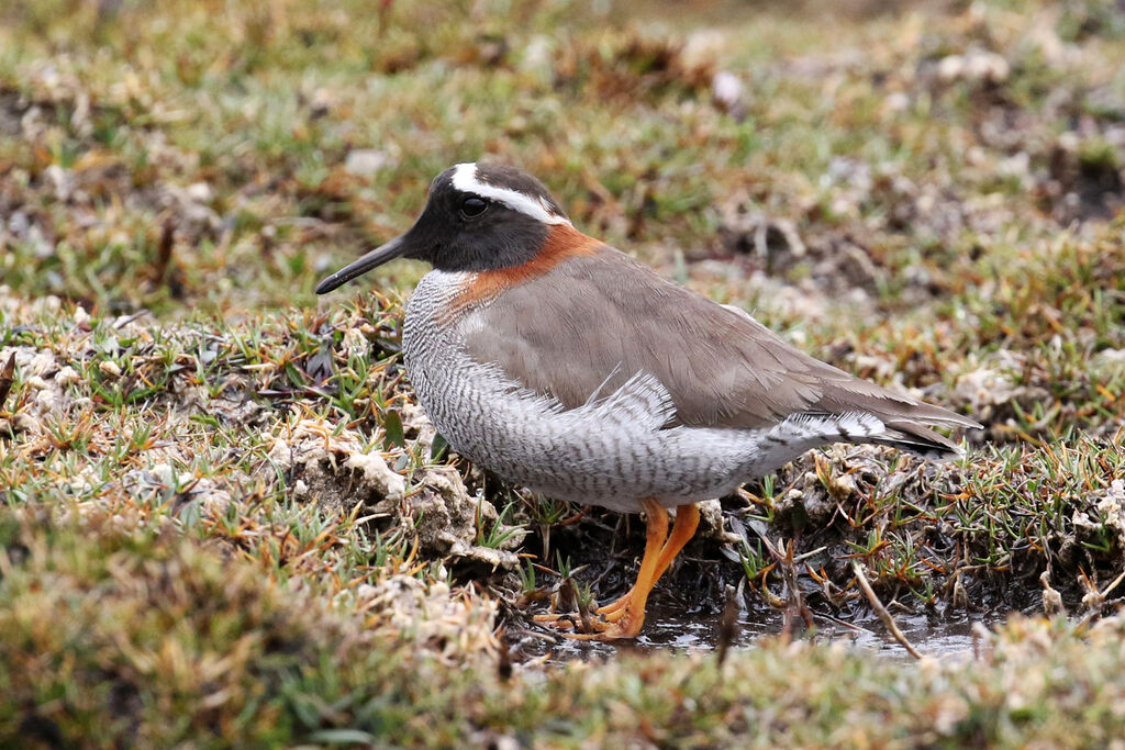 Diademed Sandpiper-Plover