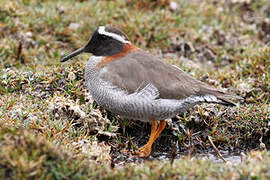 Diademed Sandpiper-Plover