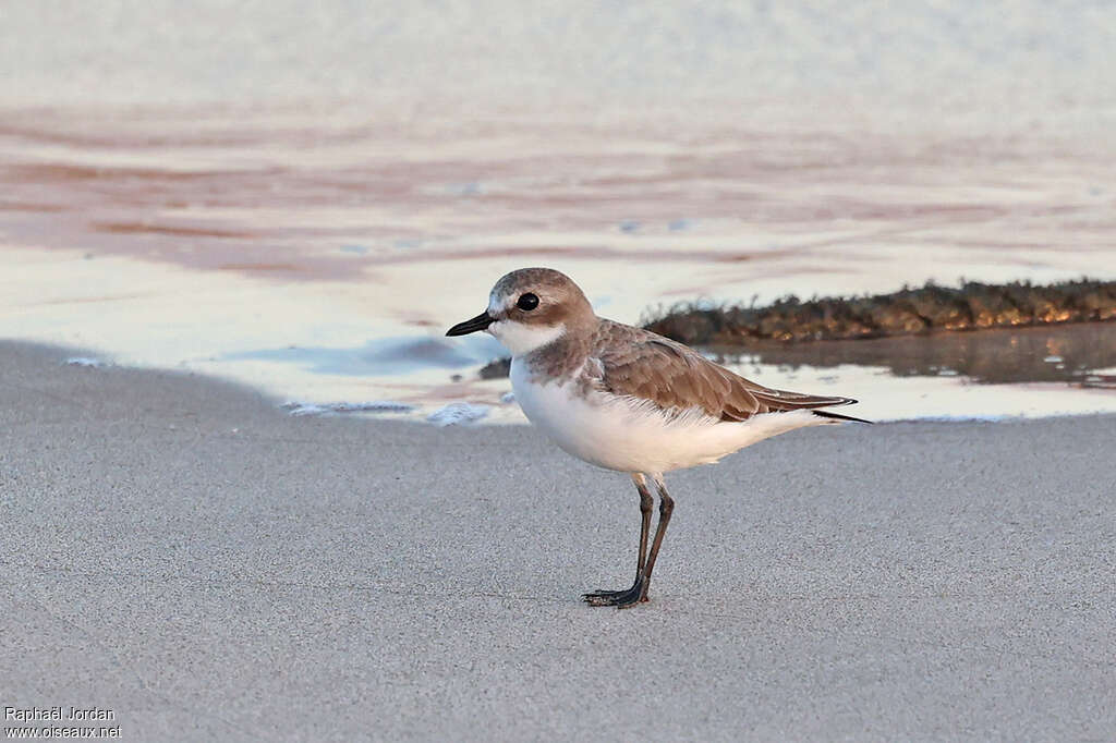 Tibetan Sand Ploveradult post breeding