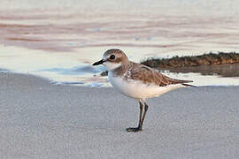 Tibetan Sand Plover