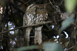 Sunda Frogmouth