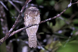 Bornean Frogmouth