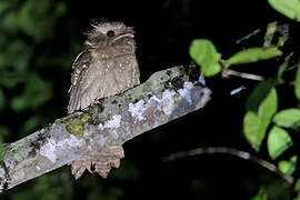 Dulit Frogmouth