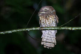 Gould's Frogmouth