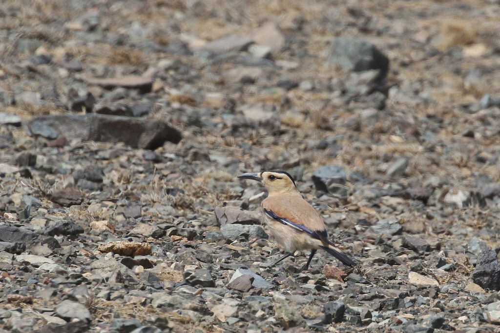 Henderson's Ground Jayadult breeding