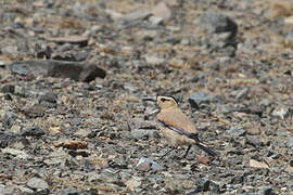 Mongolian Ground Jay