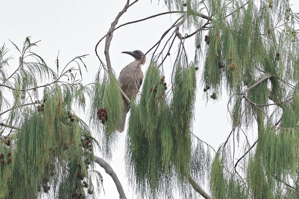 Buru Friarbird