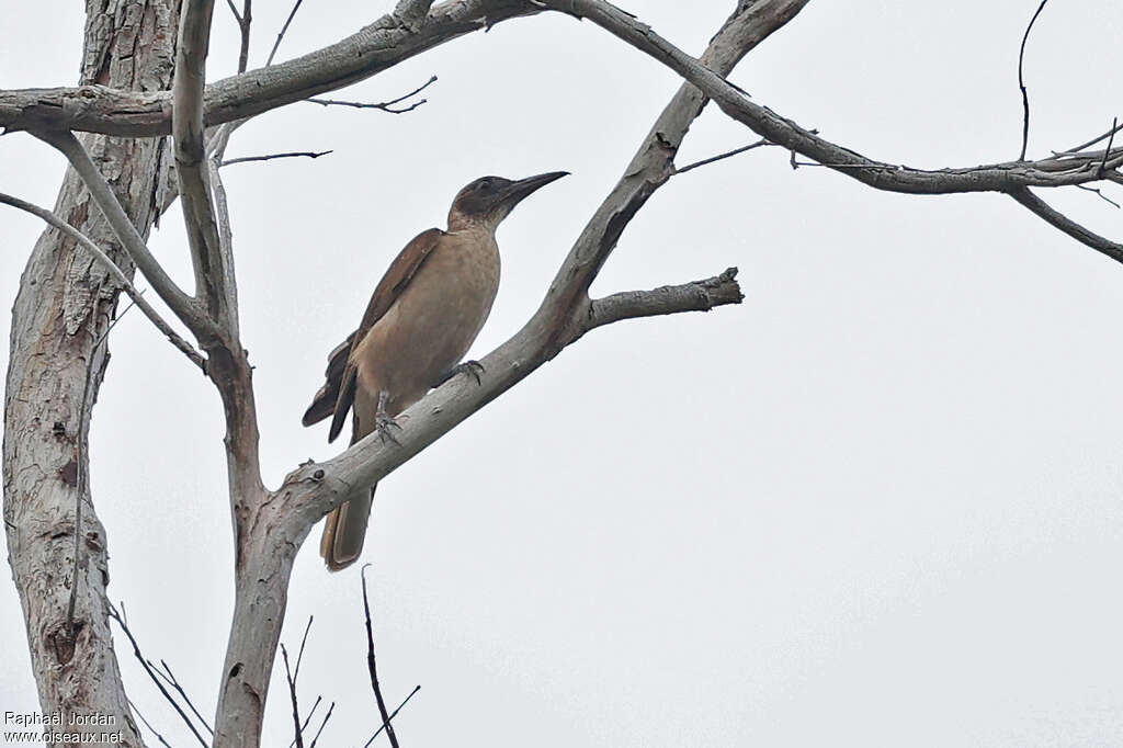 Buru Friarbird