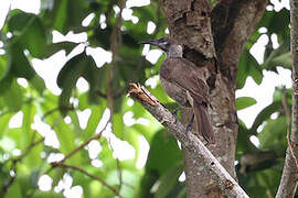 Tanimbar Friarbird
