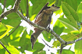 Dusky Friarbird